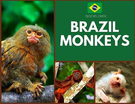  Green Monkey and its Quest for Bananas! -  A Brazilian Folk Tale Unveiling Hidden Lessons