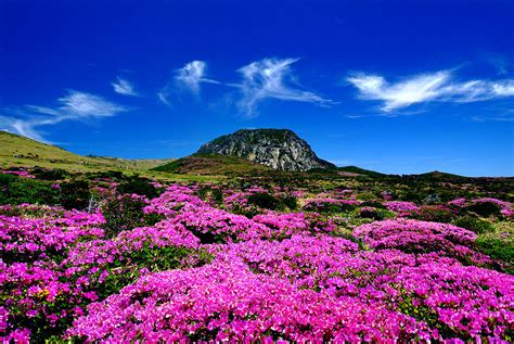 제주도 겨울 여행: 바람 속에서 춤추는 한라산의 그림자