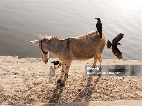  The Ass of Our Lord - Một Câu Chuyện Kỳ Vịt Về Con Lừa Thiêng Và Lòng Bi Mỉ!