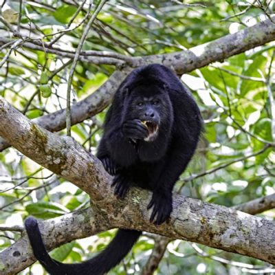  “The Howler Monkeys and the Golden Corn”: A Timeless Colombian Tale Exploring Greed and Community!